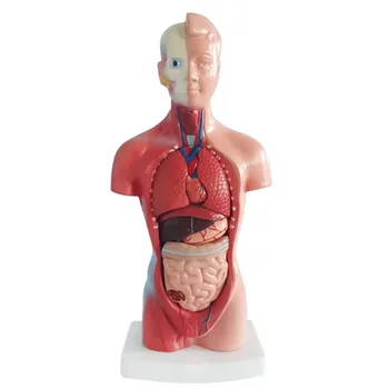 Инструмент за изучаване от анатомията, 28 см-реалистична модел на човешкото тяло със сменяеми вътрешни органи