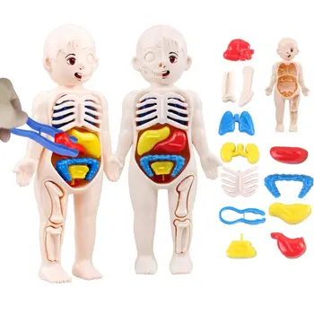 Комплект от 14 теми, образователни играчки за модели органи на човешкото тяло, детски образователни играчки за органи, обучителни инструменти за обучение на тялото